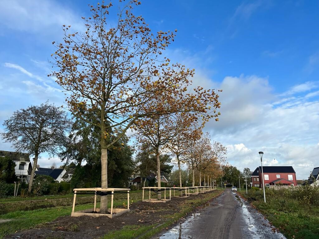 Bomen in Alberdaheerd